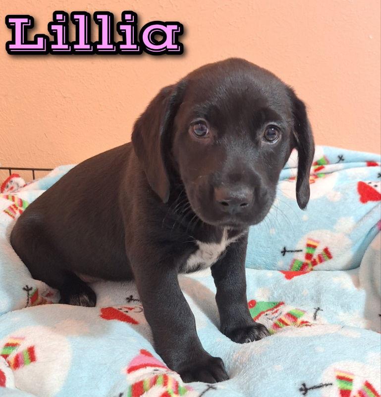 Lillia, a Adoptable Australian Shepherd in House Springs, MO image 2/2