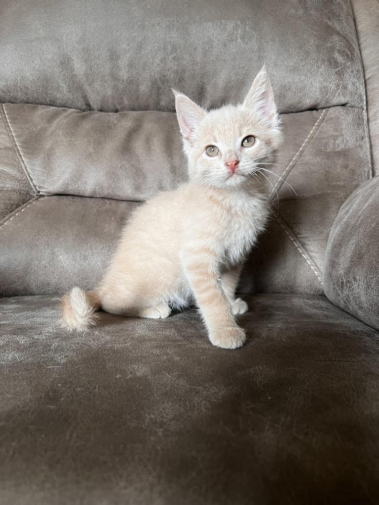Nigel ~ Available at PetSmart Warsaw, IN!, Adoptable, Kitten Male Domestic Short Hair.