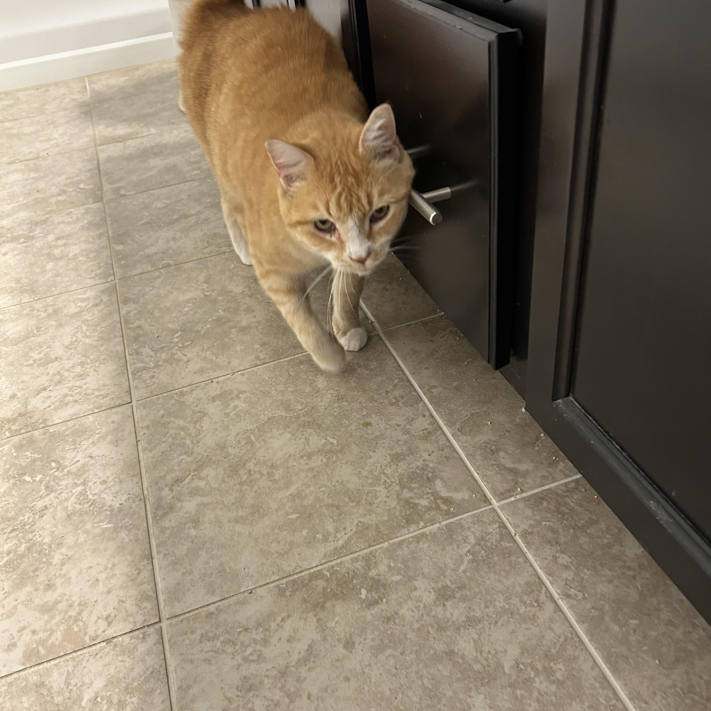 Goldfish, an adopted Domestic Short Hair in Sanford, NC image 4/5