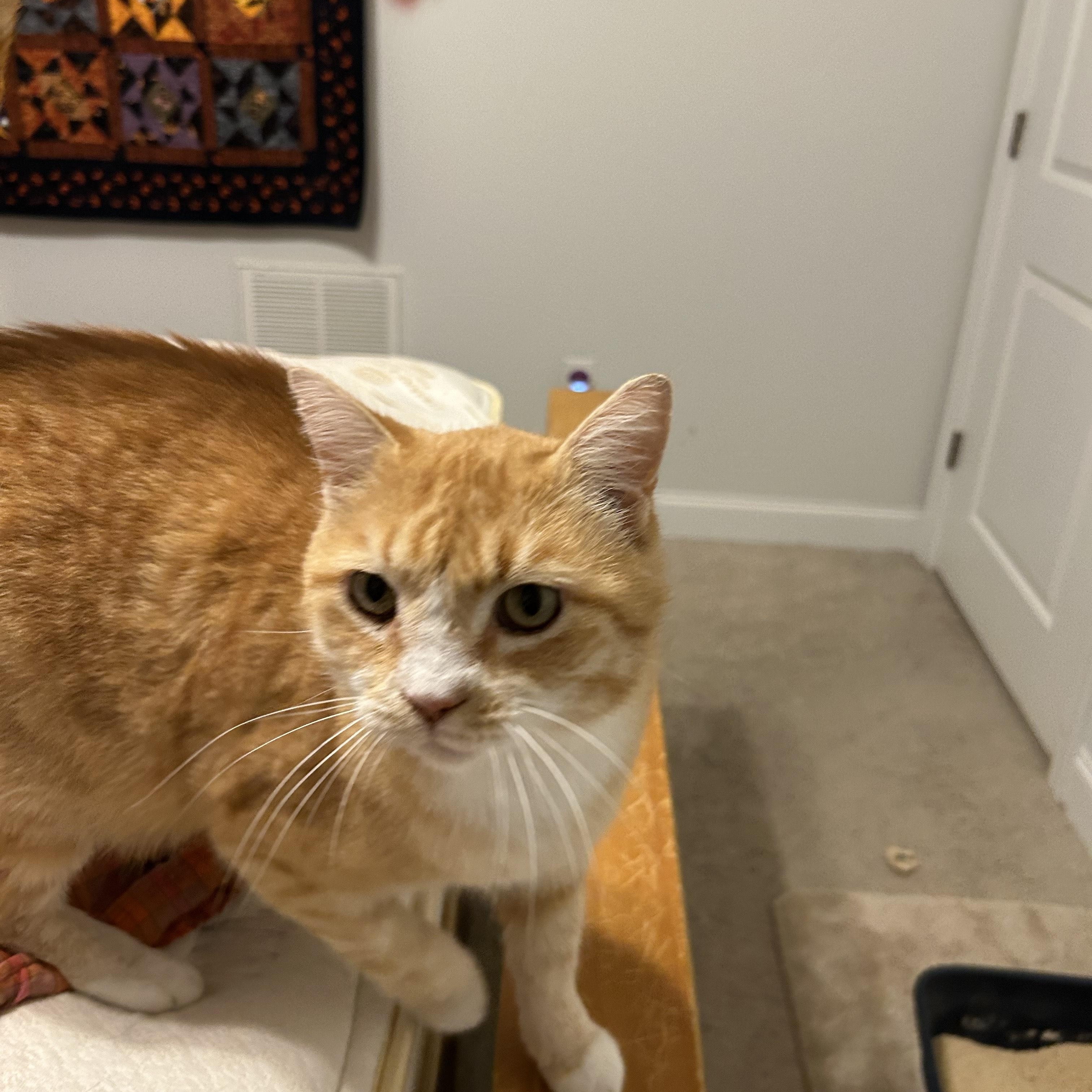 Goldfish thumbnail 5