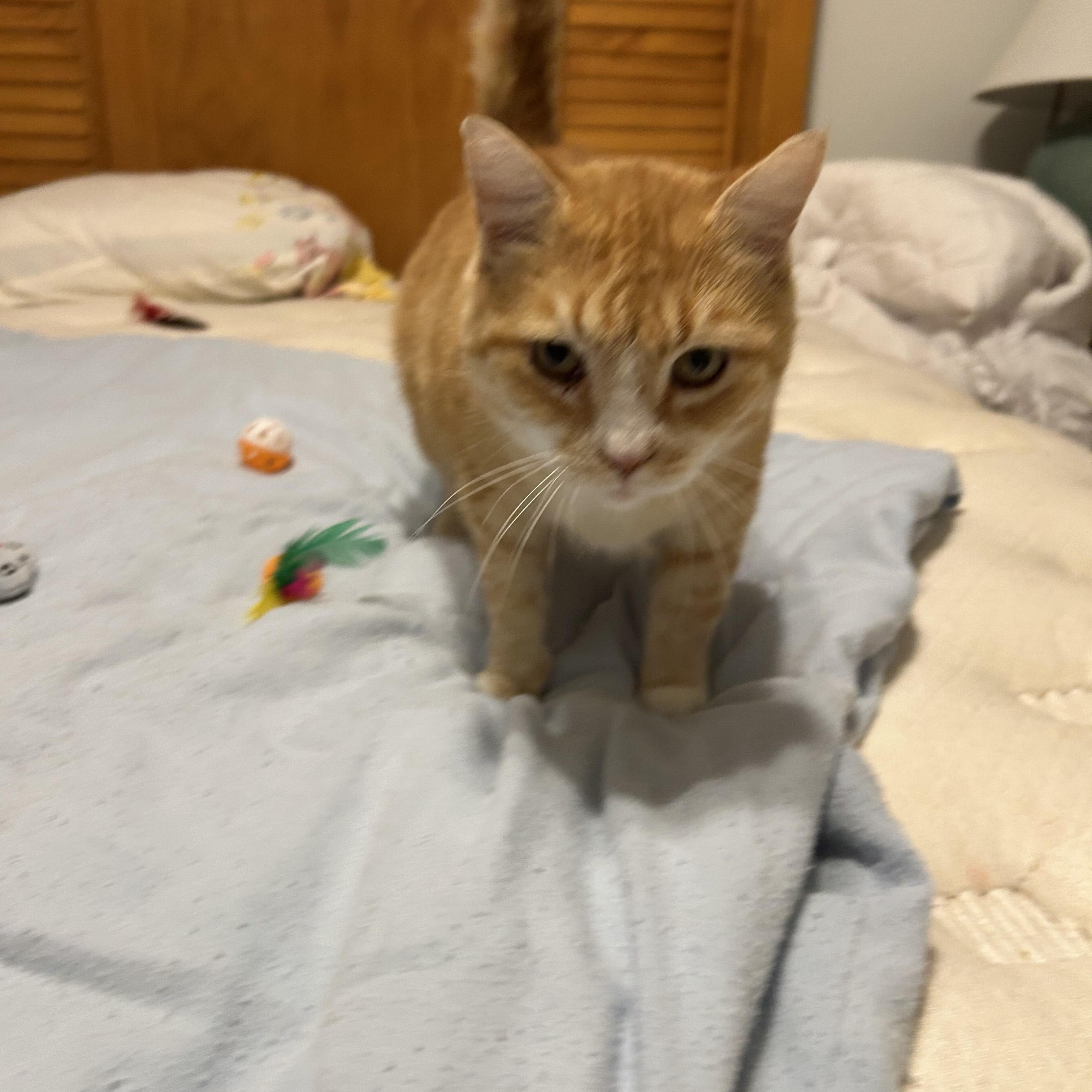 Goldfish, an adopted Domestic Short Hair in Sanford, NC image 3/5