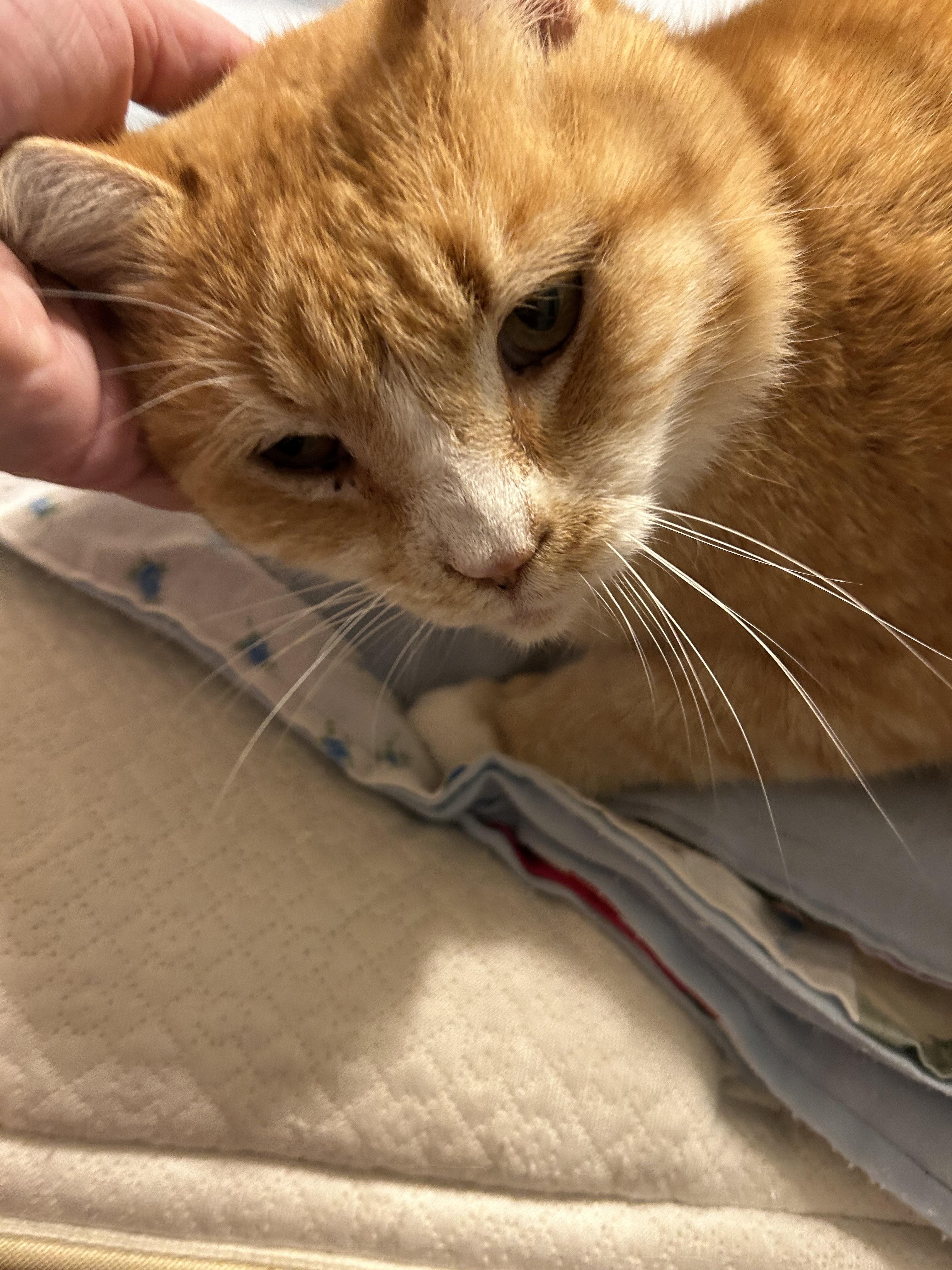 Goldfish, an adopted Domestic Short Hair in Sanford, NC image 2/5