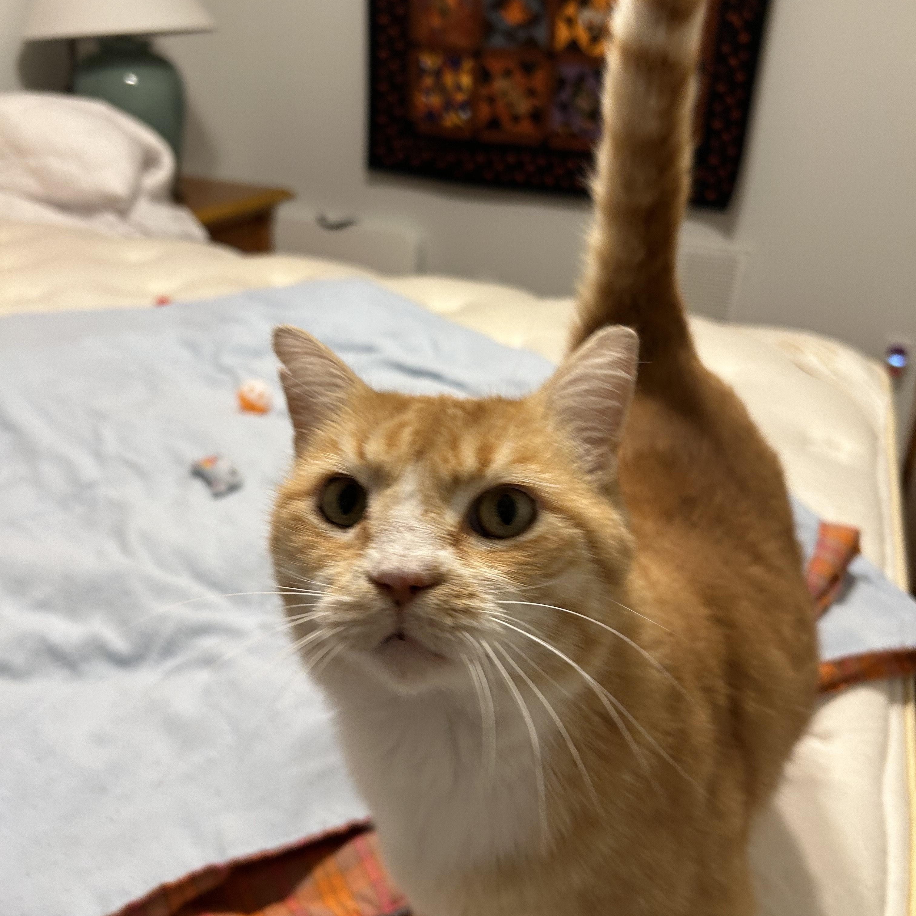 Goldfish, an adopted Domestic Short Hair in Sanford, NC image 1/5