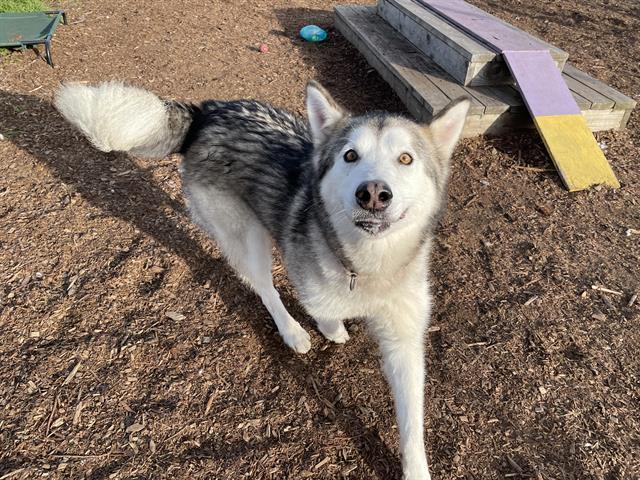 Enlarge ASPEN, a Adoptable mixed breed in McKinleyville, CA image 1/1