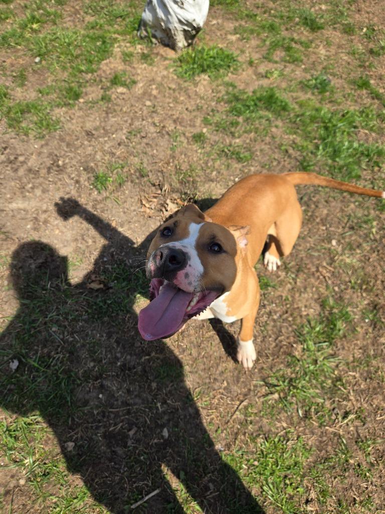 Enlarge Clementine, a Adoptable mixed breed in Angola, IN image 1/5
