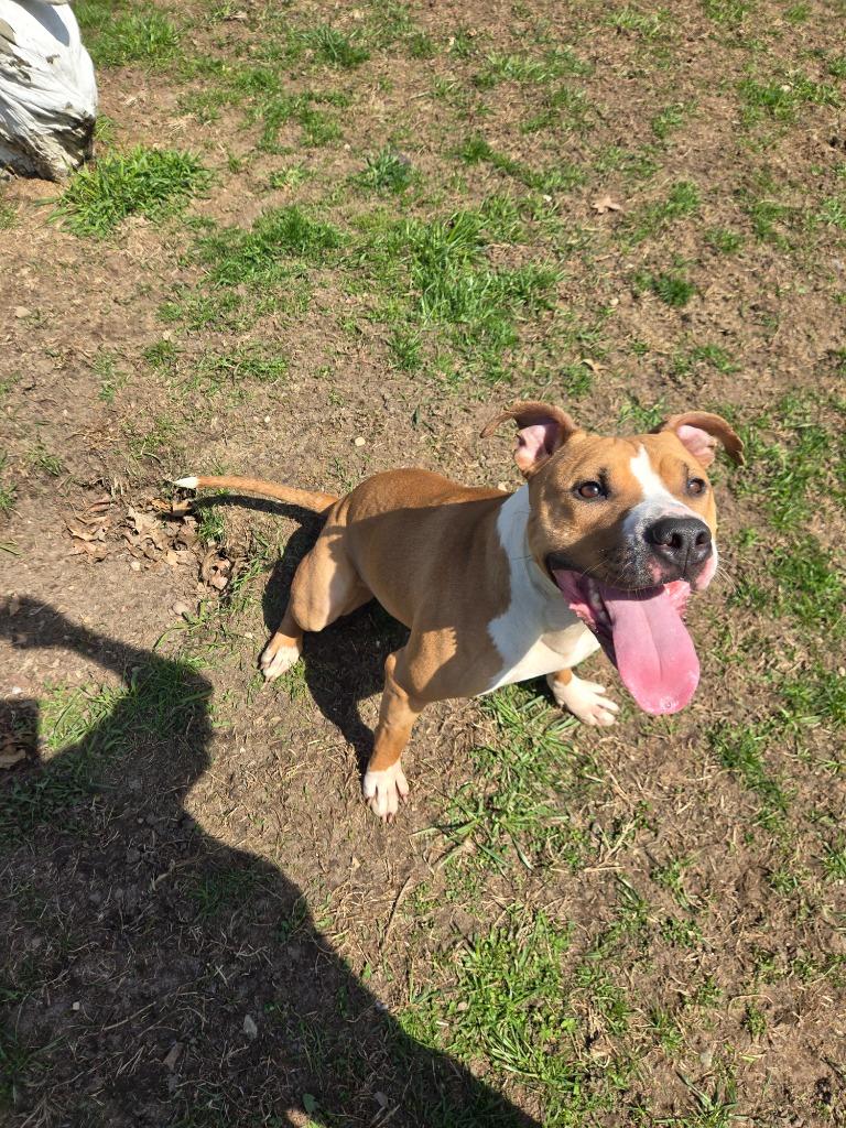 Enlarge Clementine, a Adoptable mixed breed in Angola, IN image 2/5