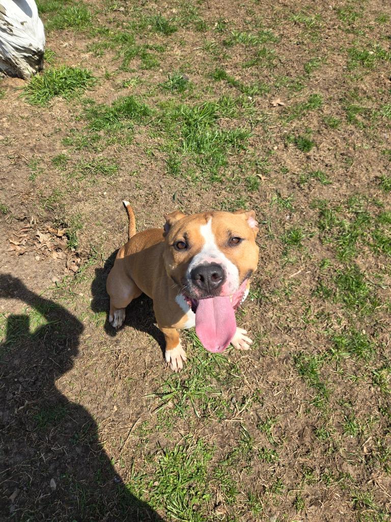 Enlarge Clementine, a Adoptable mixed breed in Angola, IN image 3/5