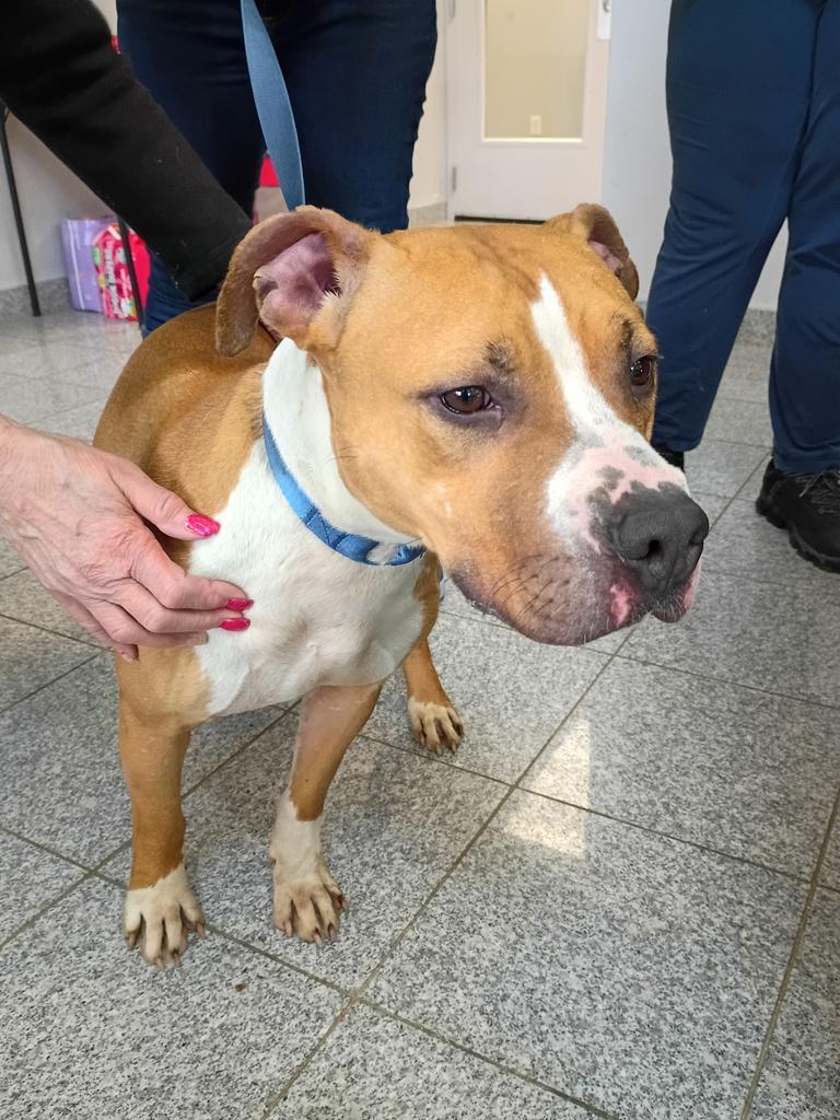 Enlarge Clementine, a Adoptable mixed breed in Angola, IN image 4/5