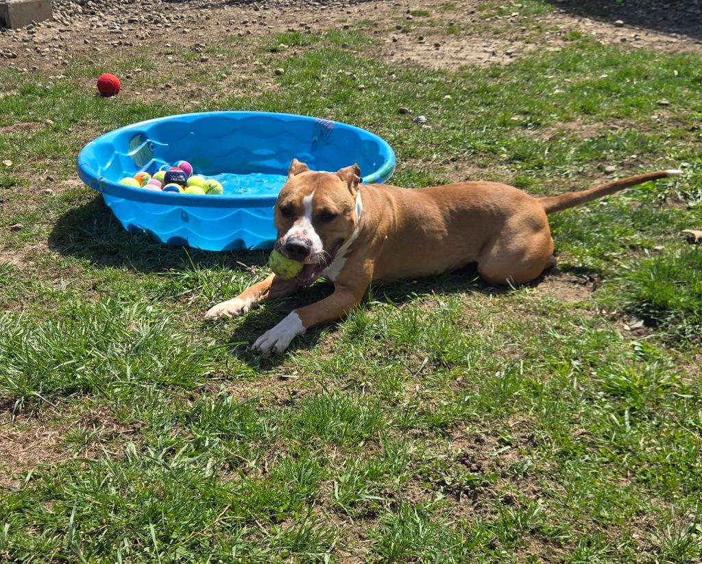 Enlarge Clementine, a Adoptable mixed breed in Angola, IN image 5/5