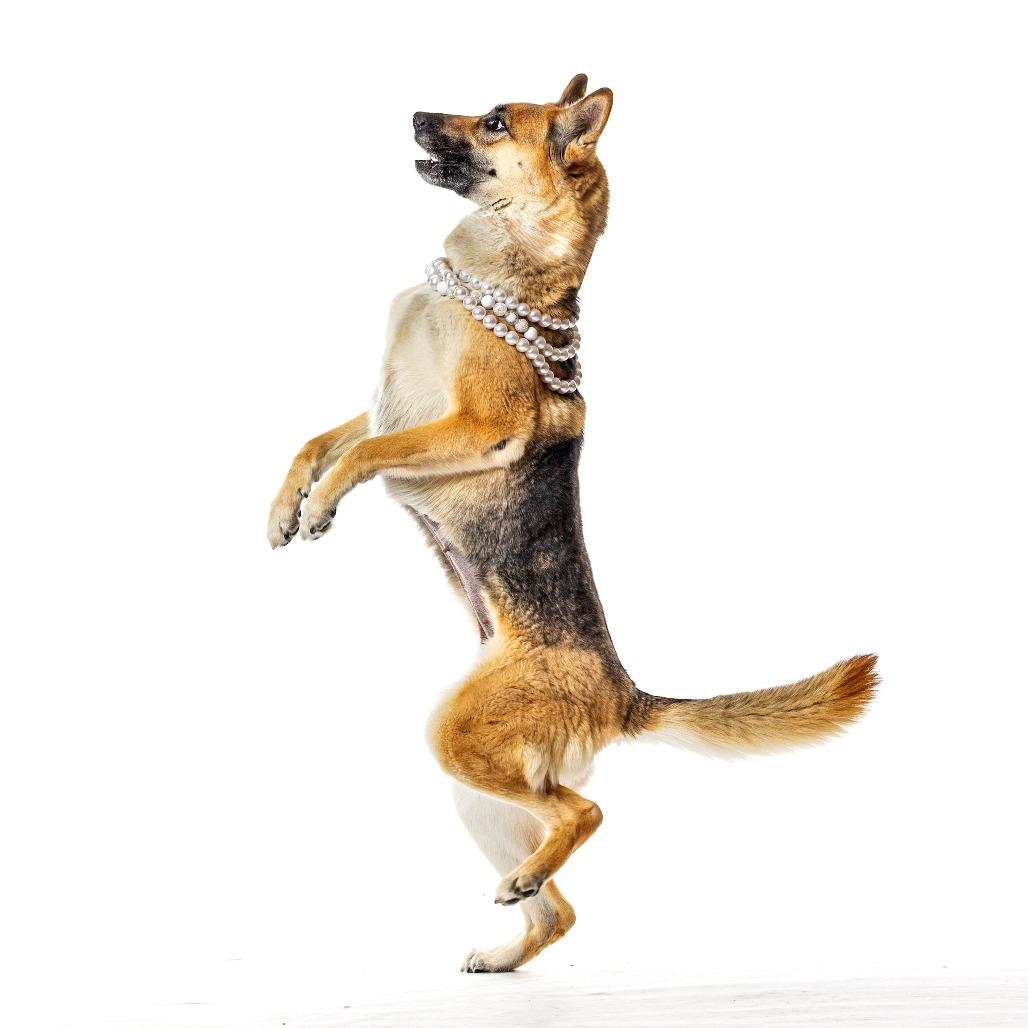 Prada, Adoptable, Adult Female German Shepherd Dog & Mixed Breed.