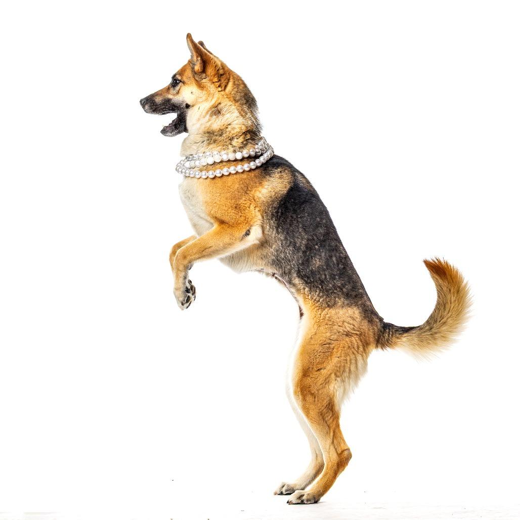 Enlarge Prada, a Adoptable mixed breed in Reno, NV image 2/6
