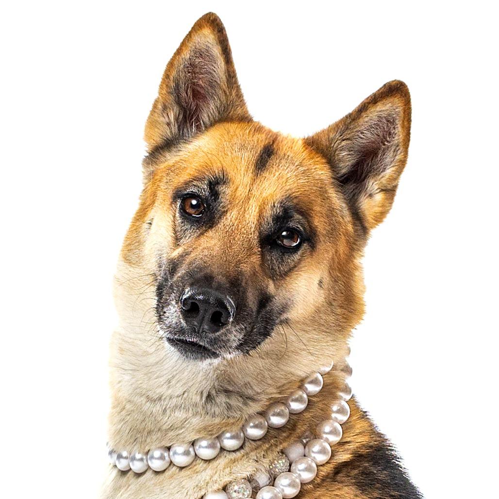 Enlarge Prada, a Adoptable mixed breed in Reno, NV image 3/6