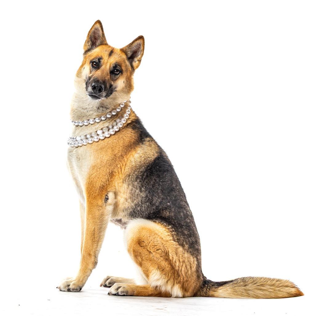 Enlarge Prada, a Adoptable mixed breed in Reno, NV image 4/6