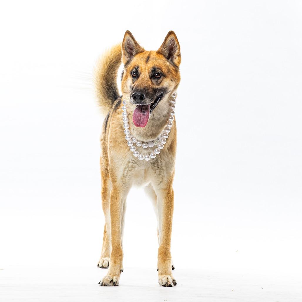 Enlarge Prada, a Adoptable mixed breed in Reno, NV image 5/6