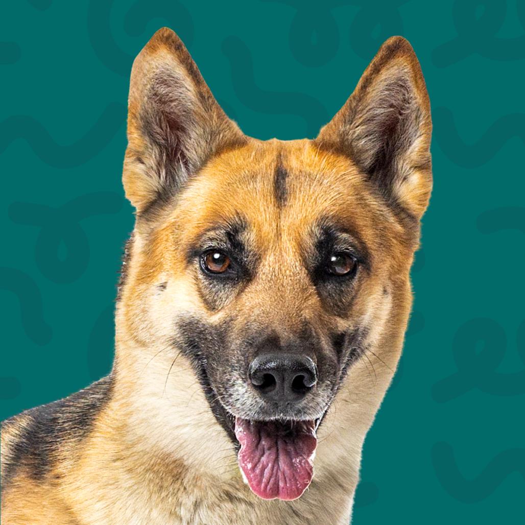 Enlarge Prada, a Adoptable mixed breed in Reno, NV image 6/6