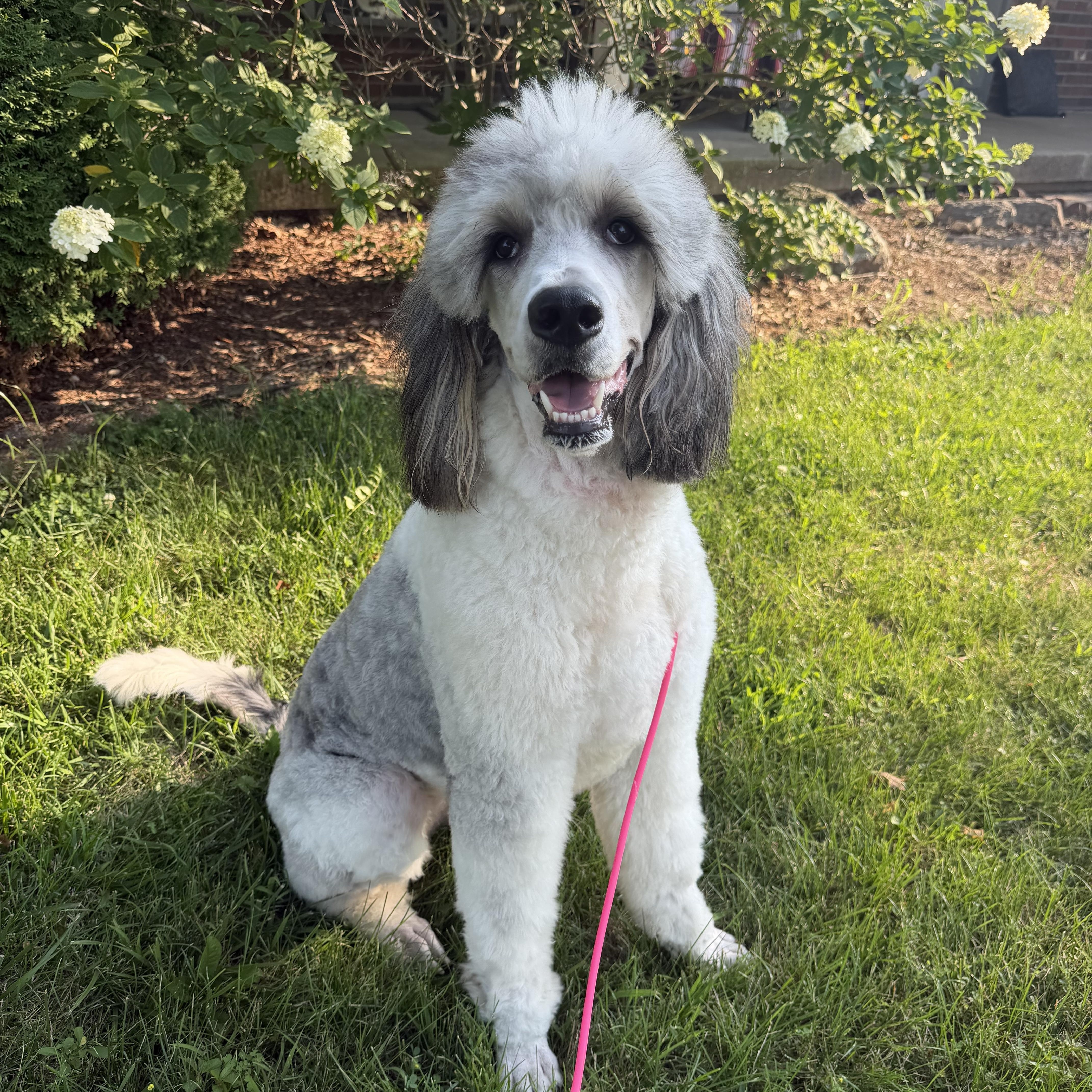 Chloe, ADOPTABLE, Young Female Bernedoodle.