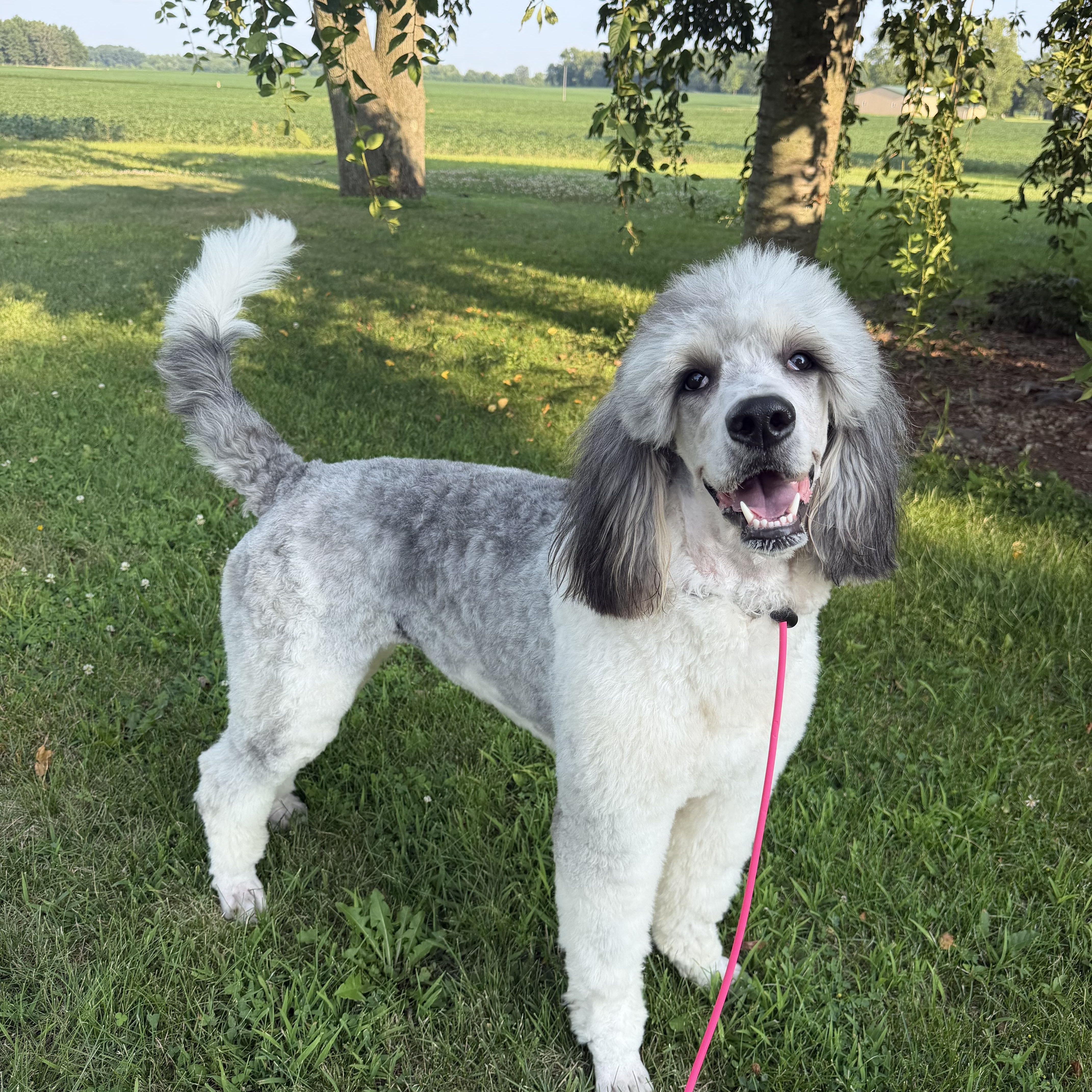 Enlarge Chloe, a ADOPTABLE Bernedoodle in Indianapolis, IN image 2/6