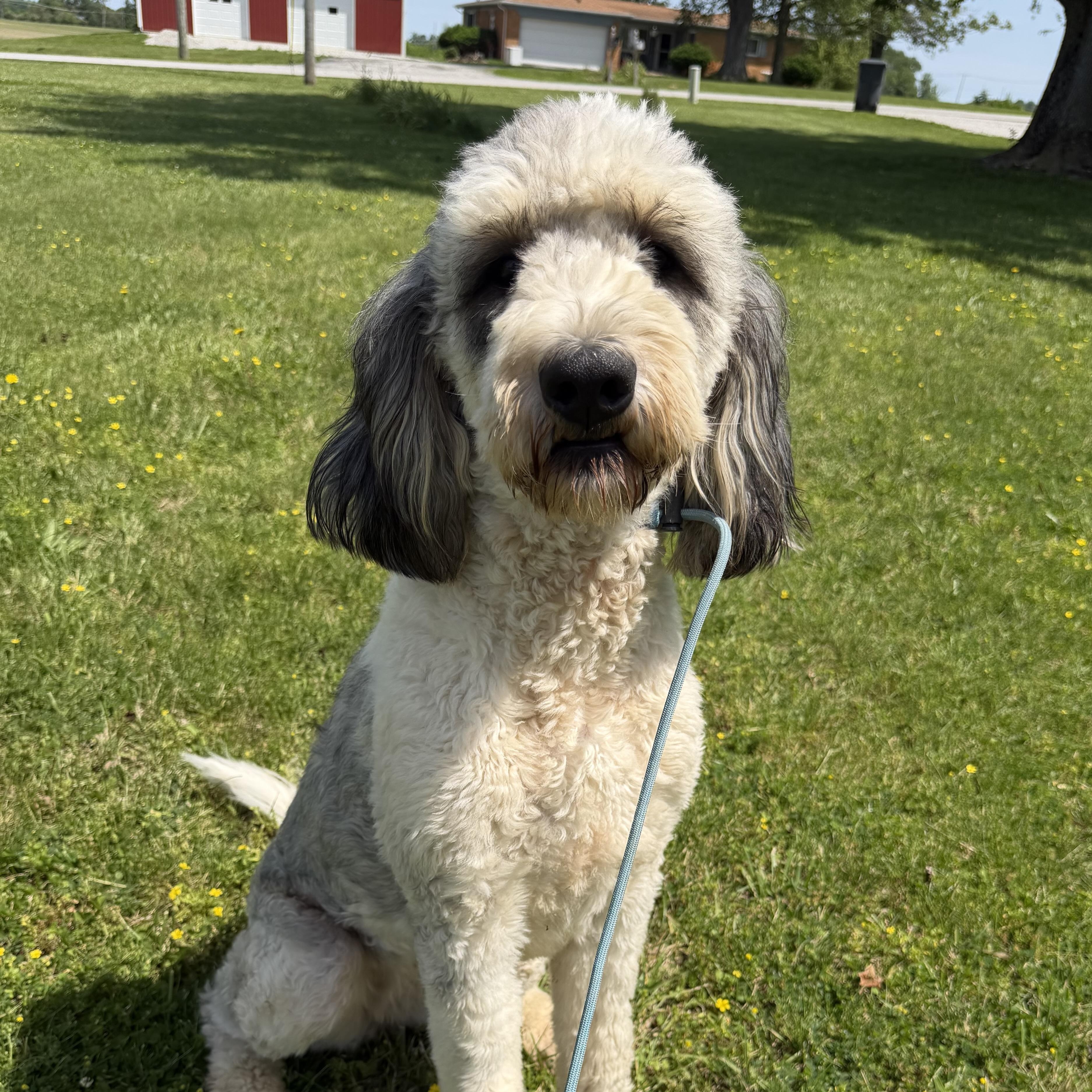 Enlarge Chloe, a ADOPTABLE Bernedoodle in Indianapolis, IN image 4/6
