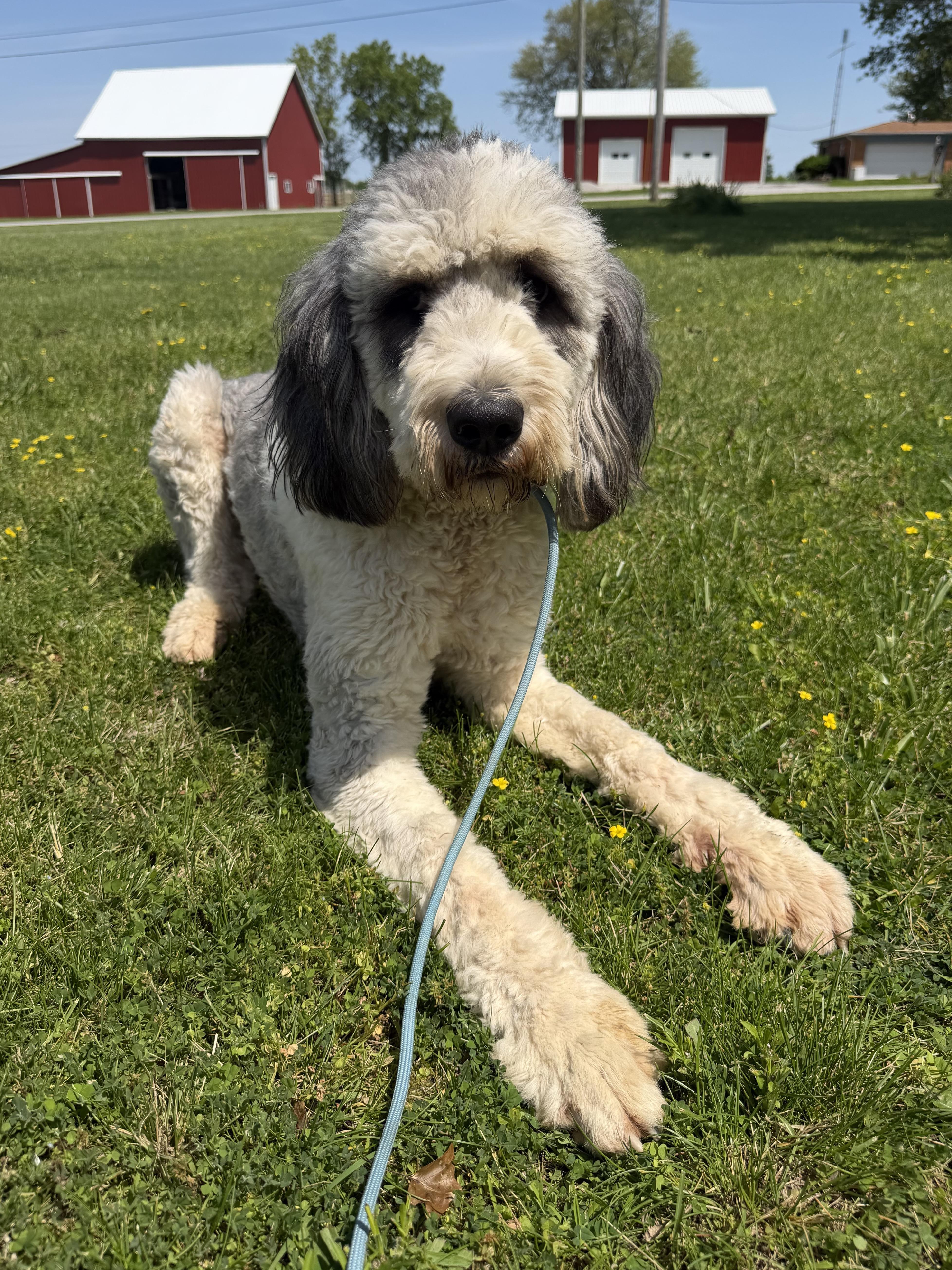 Enlarge Chloe, a ADOPTABLE Bernedoodle in Indianapolis, IN image 5/6
