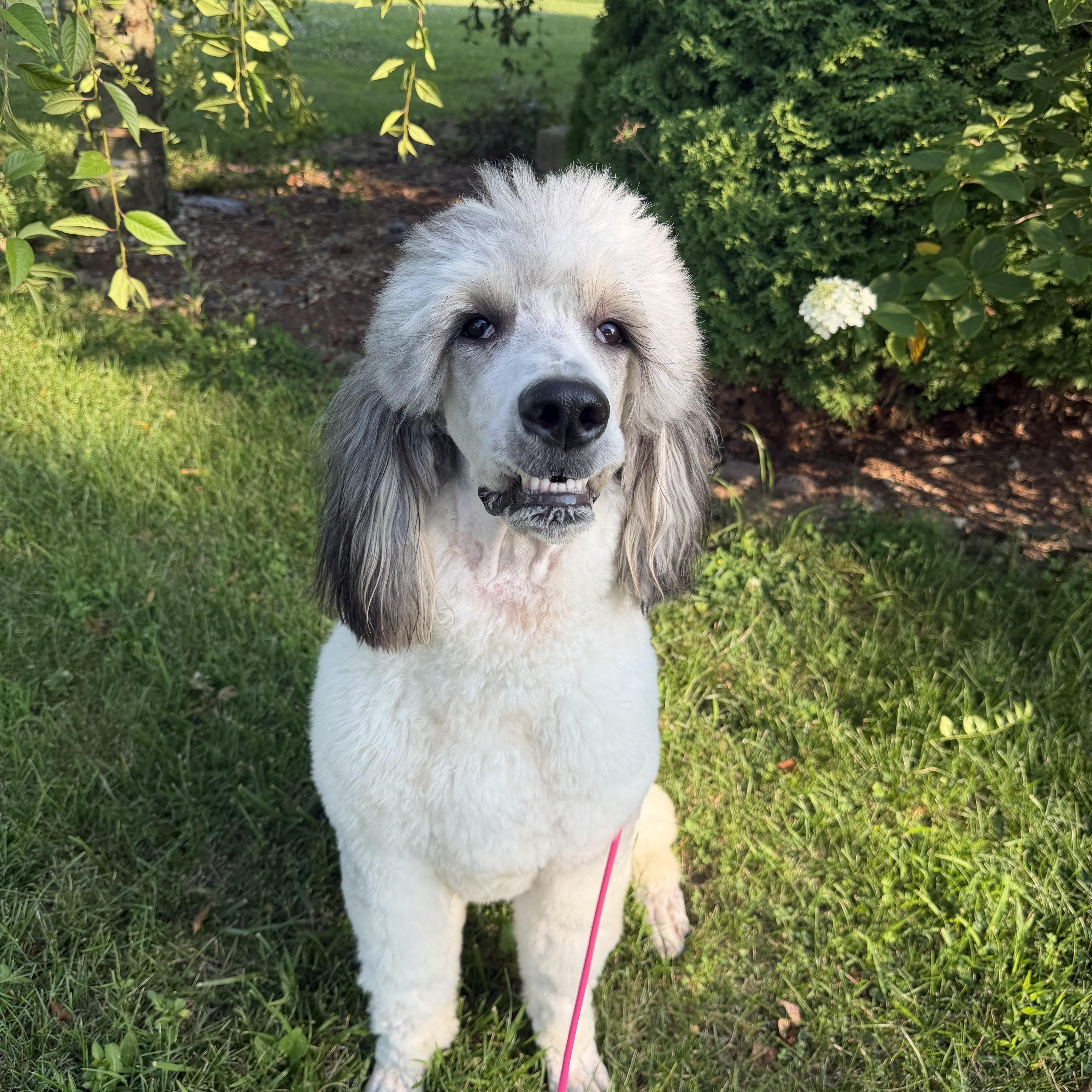 Enlarge Chloe, a ADOPTABLE Bernedoodle in Indianapolis, IN image 3/6