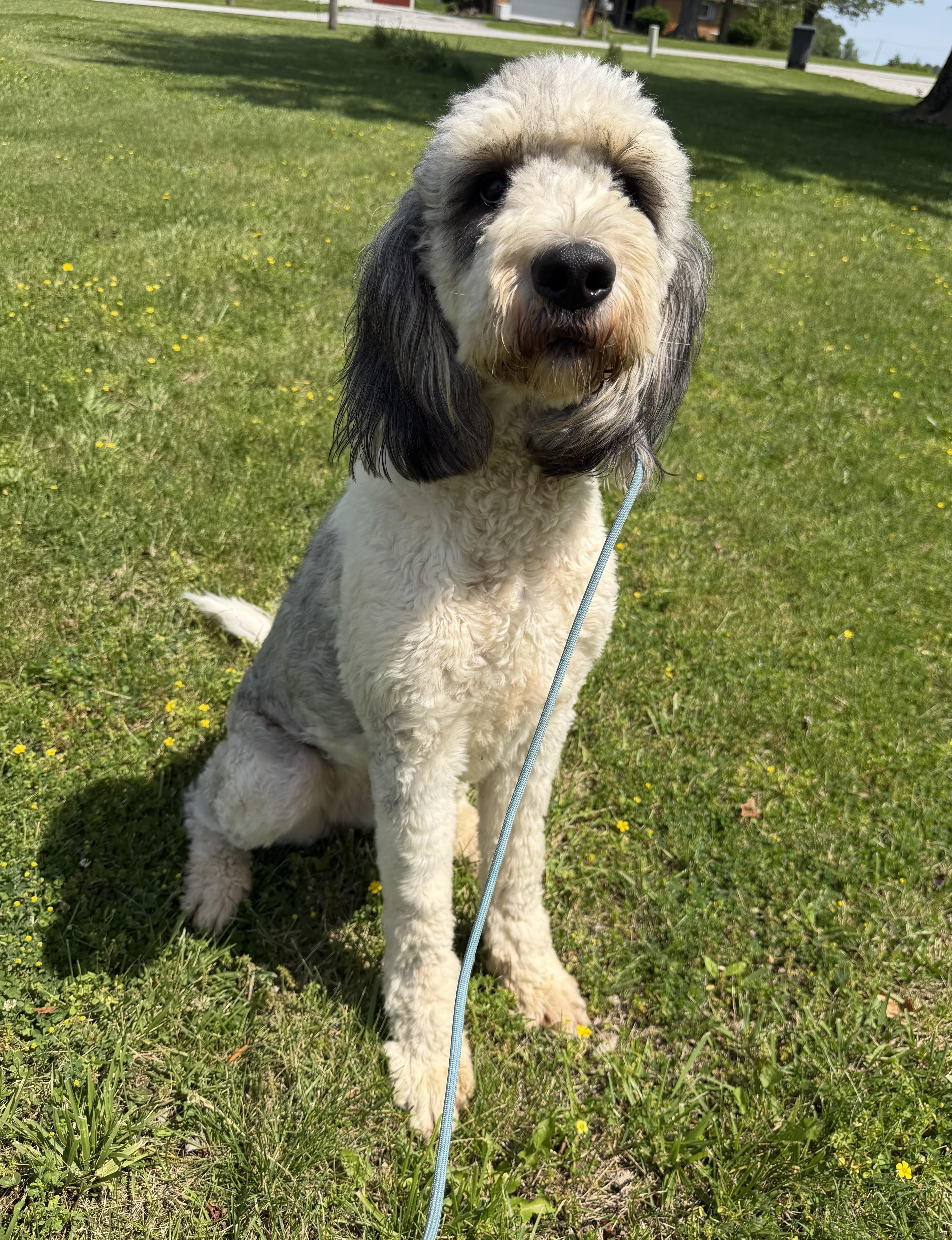 Enlarge Chloe, a ADOPTABLE Bernedoodle in Indianapolis, IN image 6/6