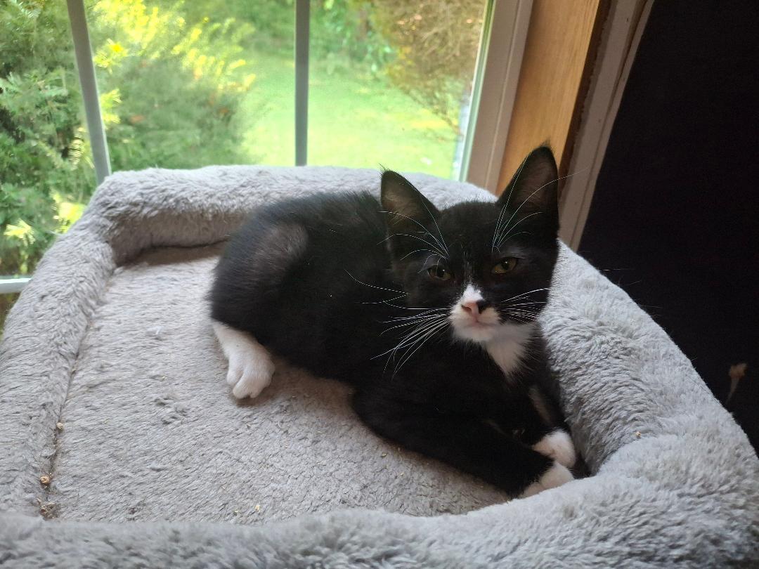 Figaro, ADOPTABLE, Kitten Male Domestic Short Hair.