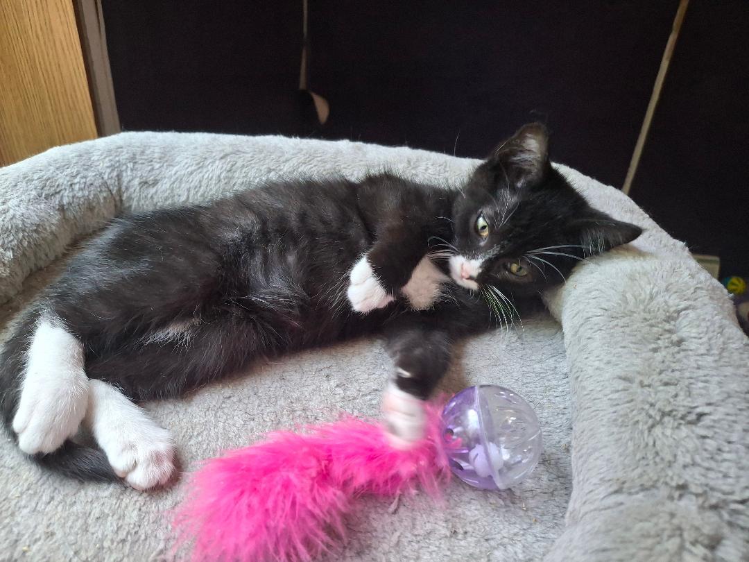 Enlarge Figaro, a ADOPTABLE mixed breed in Homer, MI image 5/5