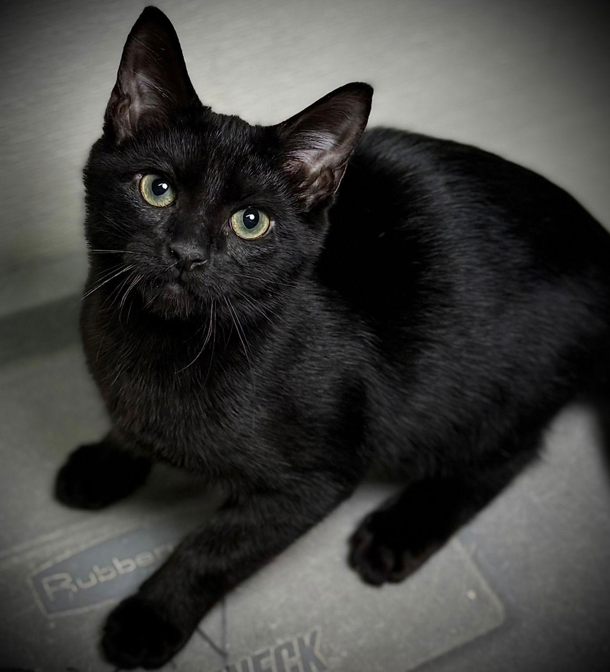 Gear, Adoptable, Kitten Male Domestic Short Hair.