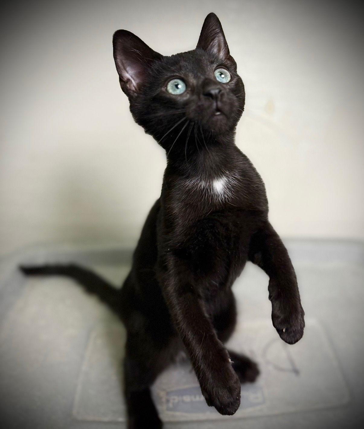 Enlarge Gear, a Adoptable Domestic Short Hair in Cary, NC image 1/1