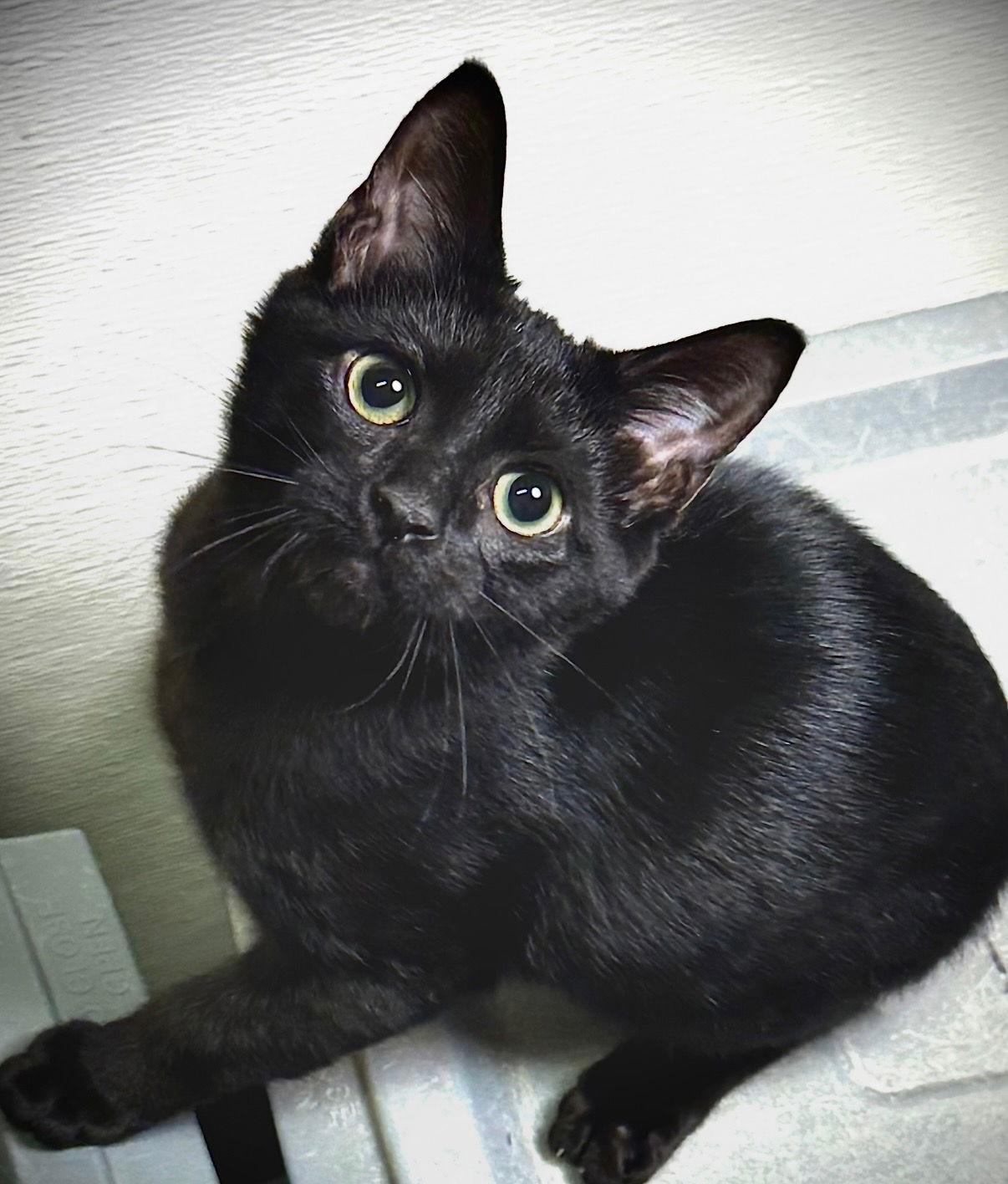 Enlarge Gear, a Adoptable Domestic Short Hair in Cary, NC image 2/2