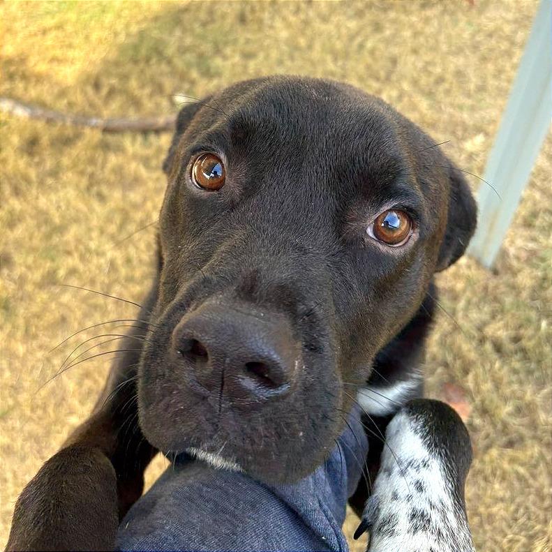 Zenith, Adoptable, Young Male Mixed Breed.