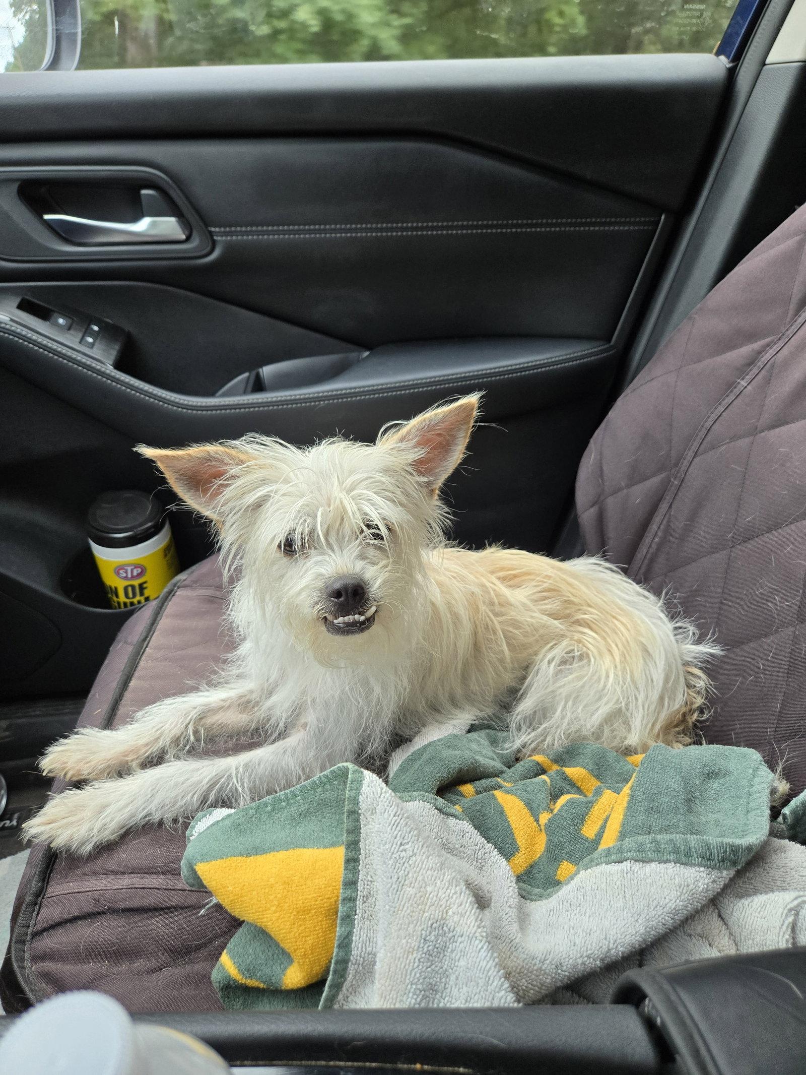 Phyllis, Adopted, Adult Female Yorkshire Terrier & Lhasa Apso.