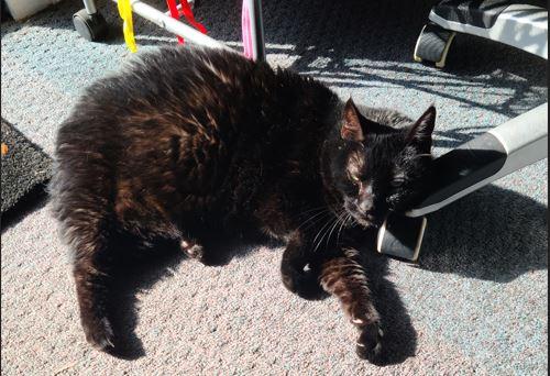 Bebe, Adoptable, Senior Female Domestic Medium Hair.