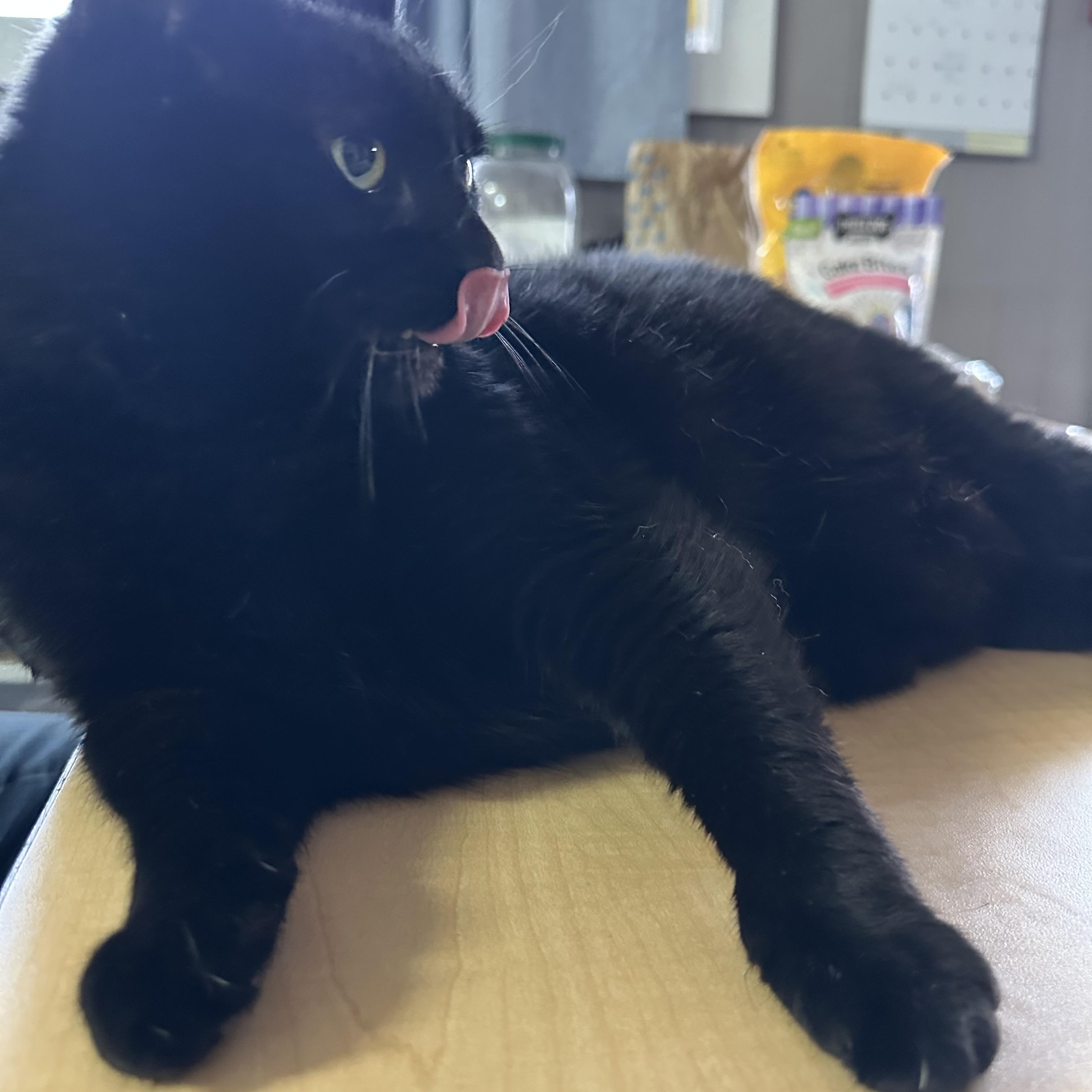 Enlarge Bebe, a Adoptable Domestic Medium Hair in Russellville, KY image 2/3