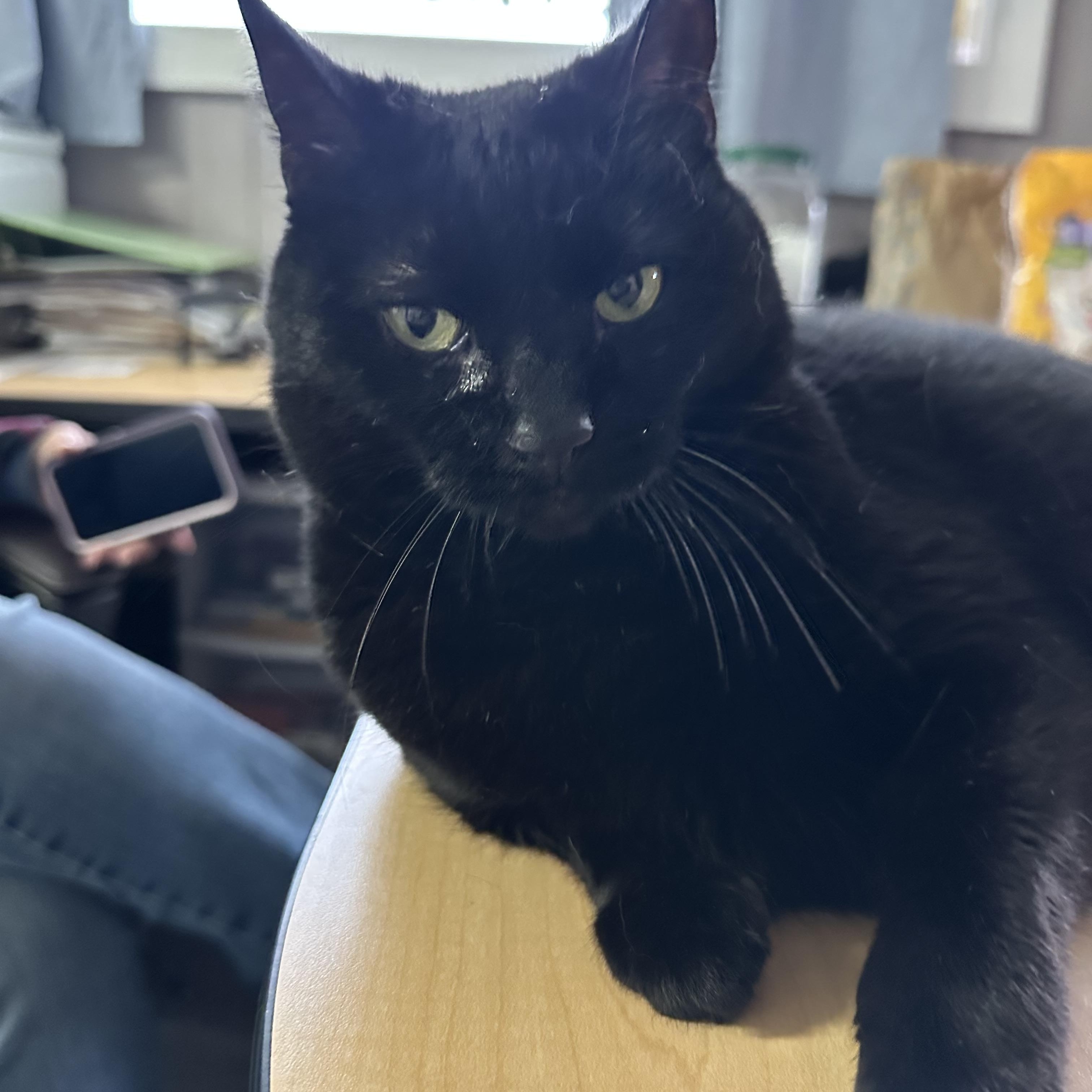Enlarge Bebe, a Adoptable Domestic Medium Hair in Russellville, KY image 1/3
