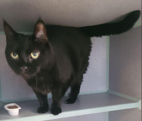 Bebe, a Adoptable Domestic Medium Hair in Russellville, KY image 2/2