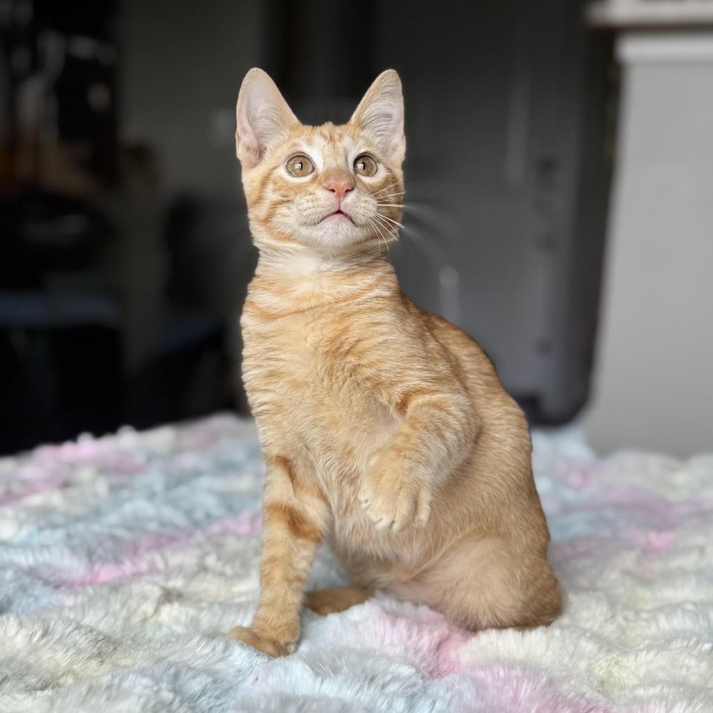 PopRocket, Adoptable, Young Male Domestic Short Hair.