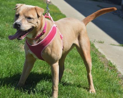 Enlarge Joan Jett, a Adoptable mixed breed in West Seneca, NY image 1/3