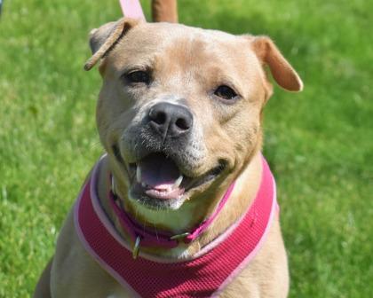 Enlarge Joan Jett, a Adoptable mixed breed in West Seneca, NY image 2/3