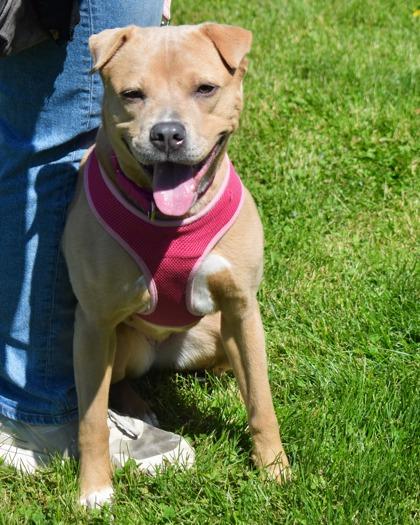 Joan Jett, Adoptable, Adult Female Mixed Breed & Mixed Breed.
