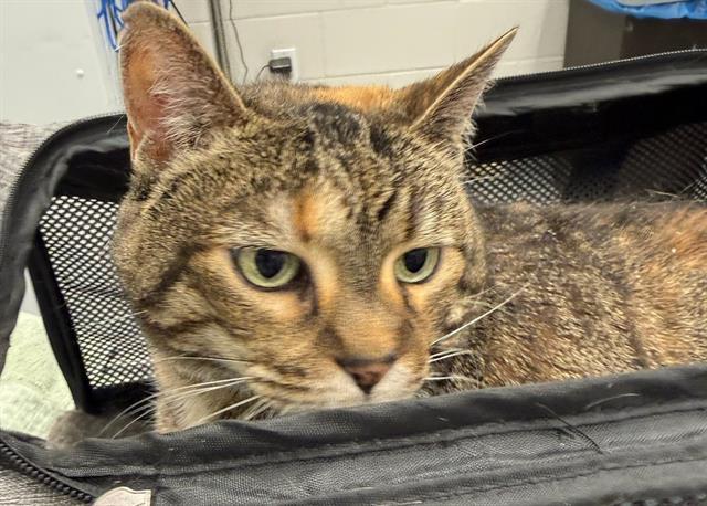 Enlarge SUNNY, a Adoptable Domestic Short Hair in Peoria, IL image 1/1