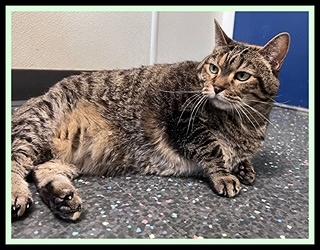 Enlarge SUNNY, a Adoptable Domestic Short Hair in Peoria, IL image 1/1