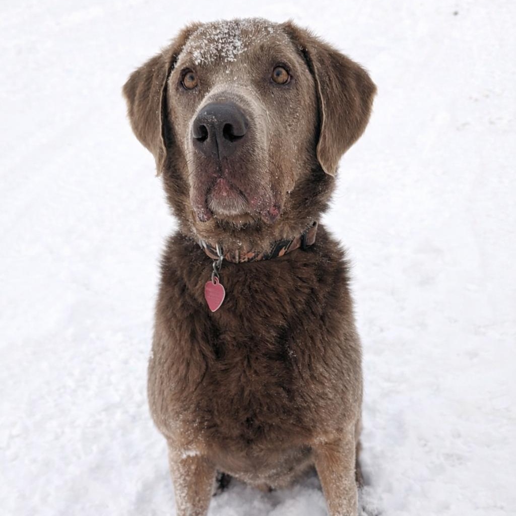 Enlarge Tracker, an adopted mixed breed in Thayne, WY image 6/6