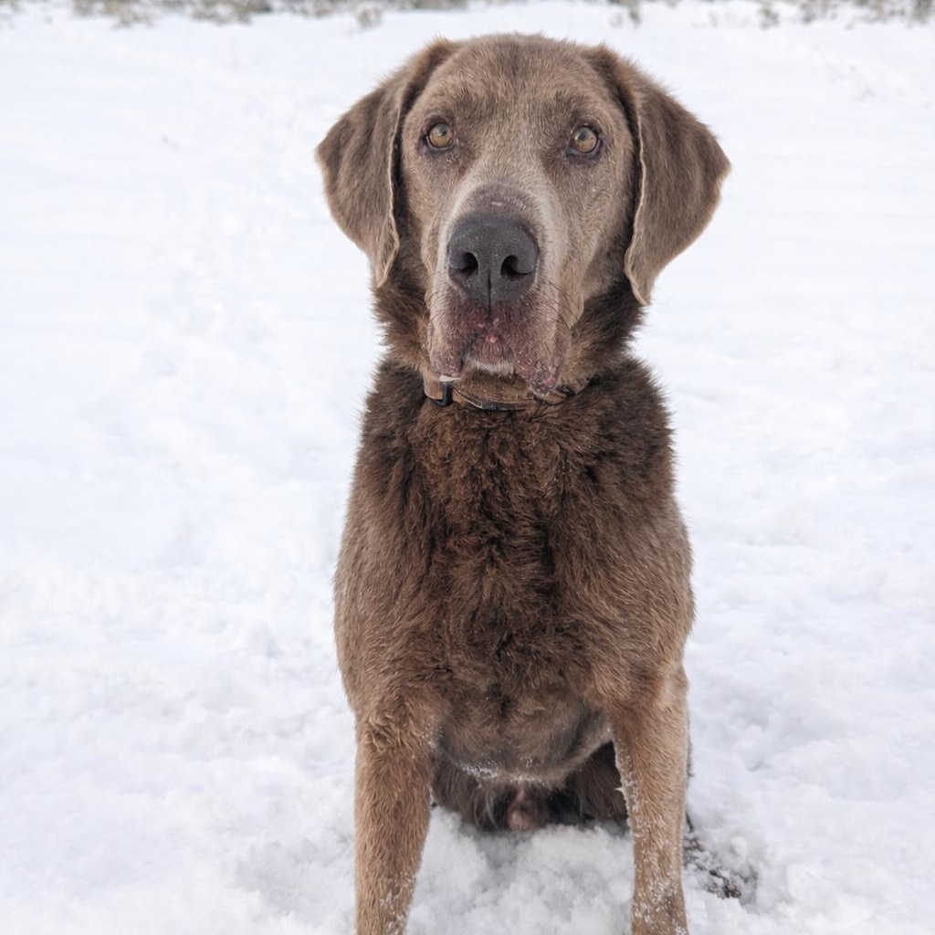 Enlarge Tracker, an adopted mixed breed in Thayne, WY image 4/6
