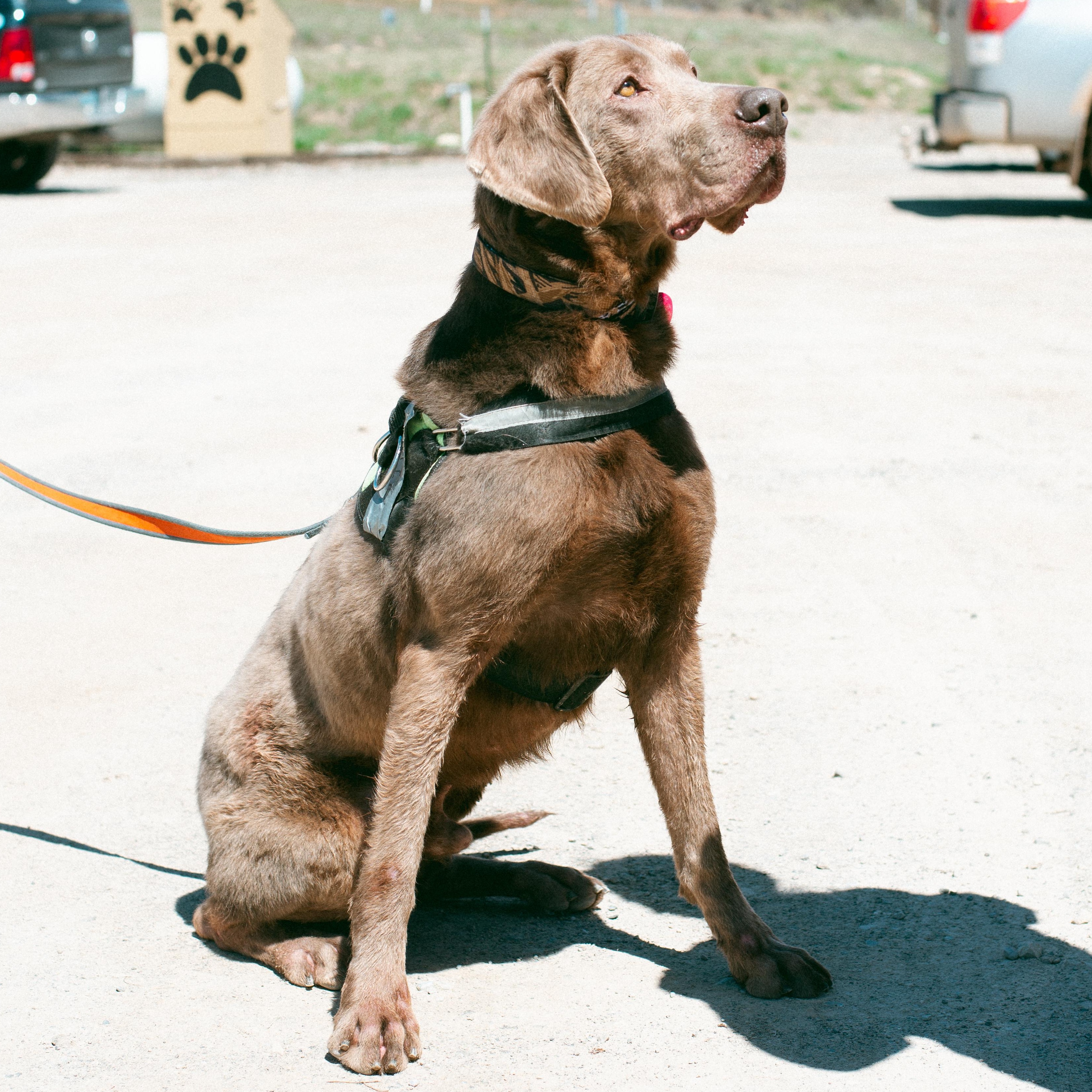 Tracker, a Adoptable mixed breed in Thayne, WY image 5/6