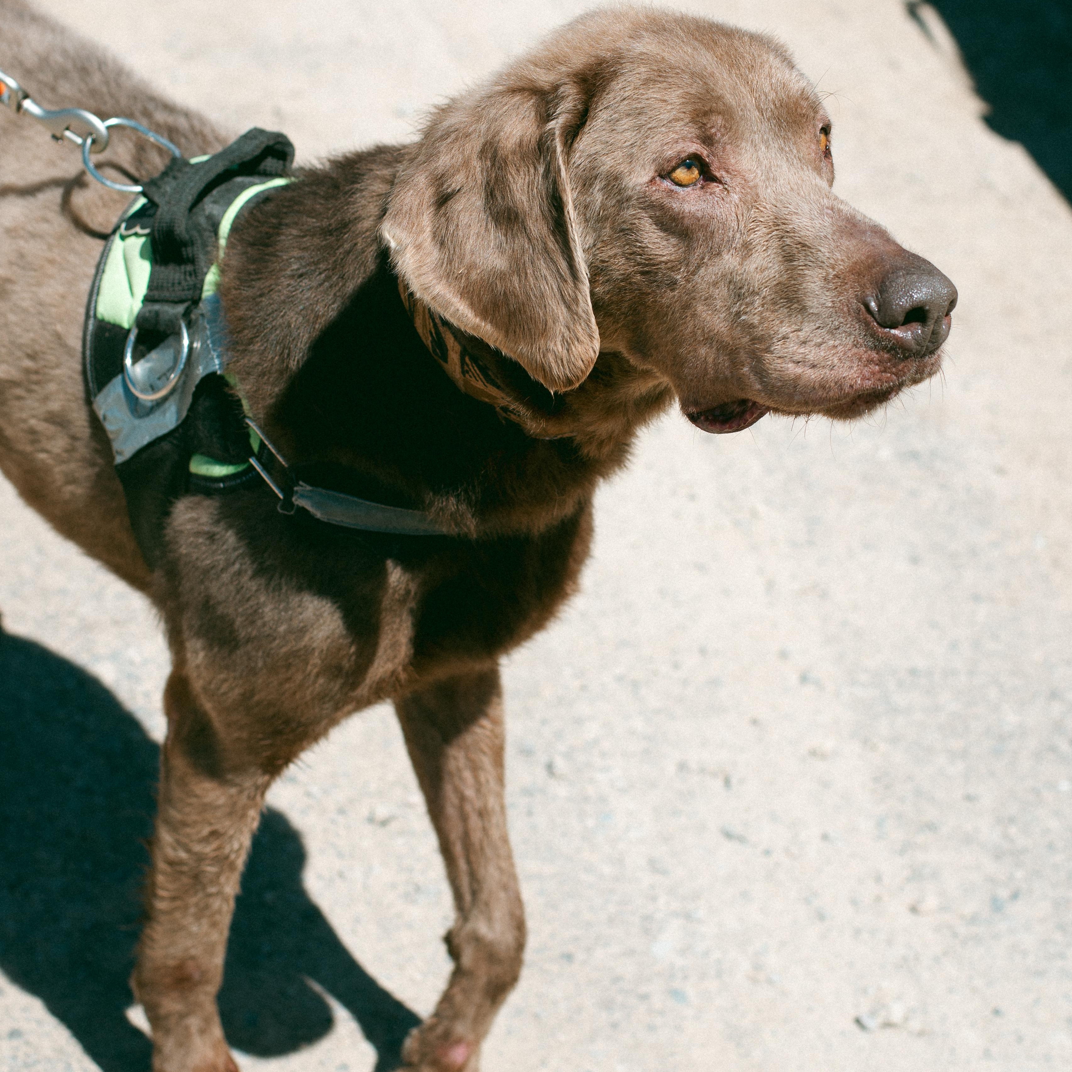 Tracker, a Adoptable mixed breed in Thayne, WY image 4/6