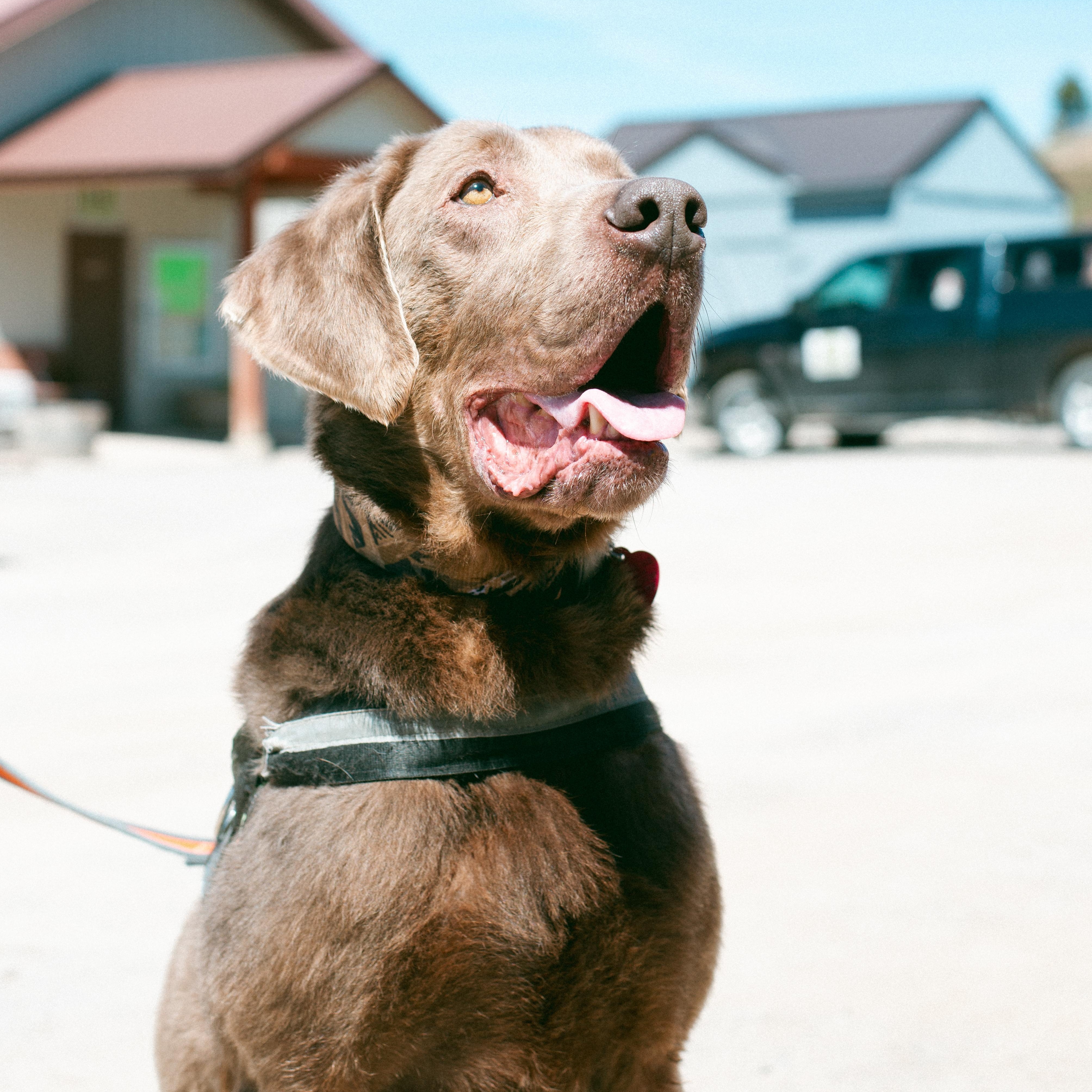 Tracker, a Adoptable mixed breed in Thayne, WY image 2/6