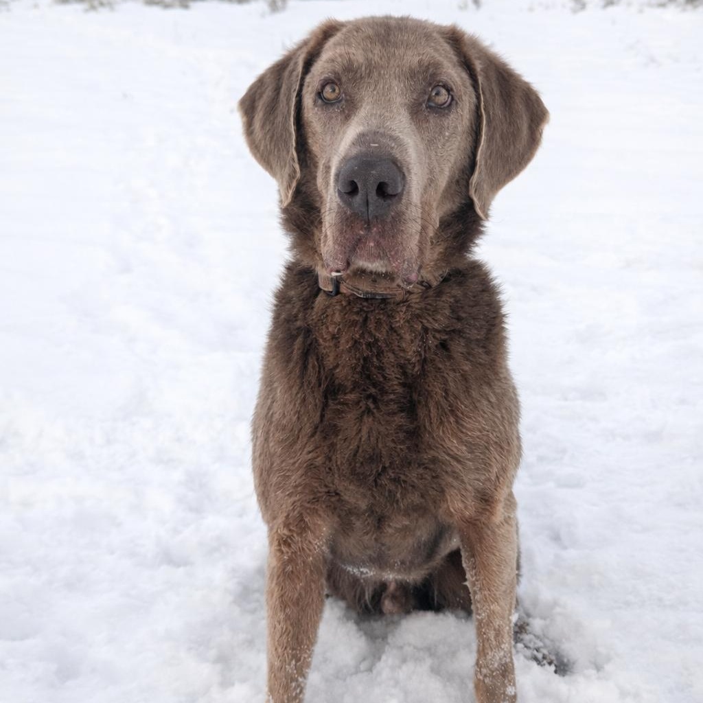 Enlarge Tracker, an adopted mixed breed in Thayne, WY image 5/6
