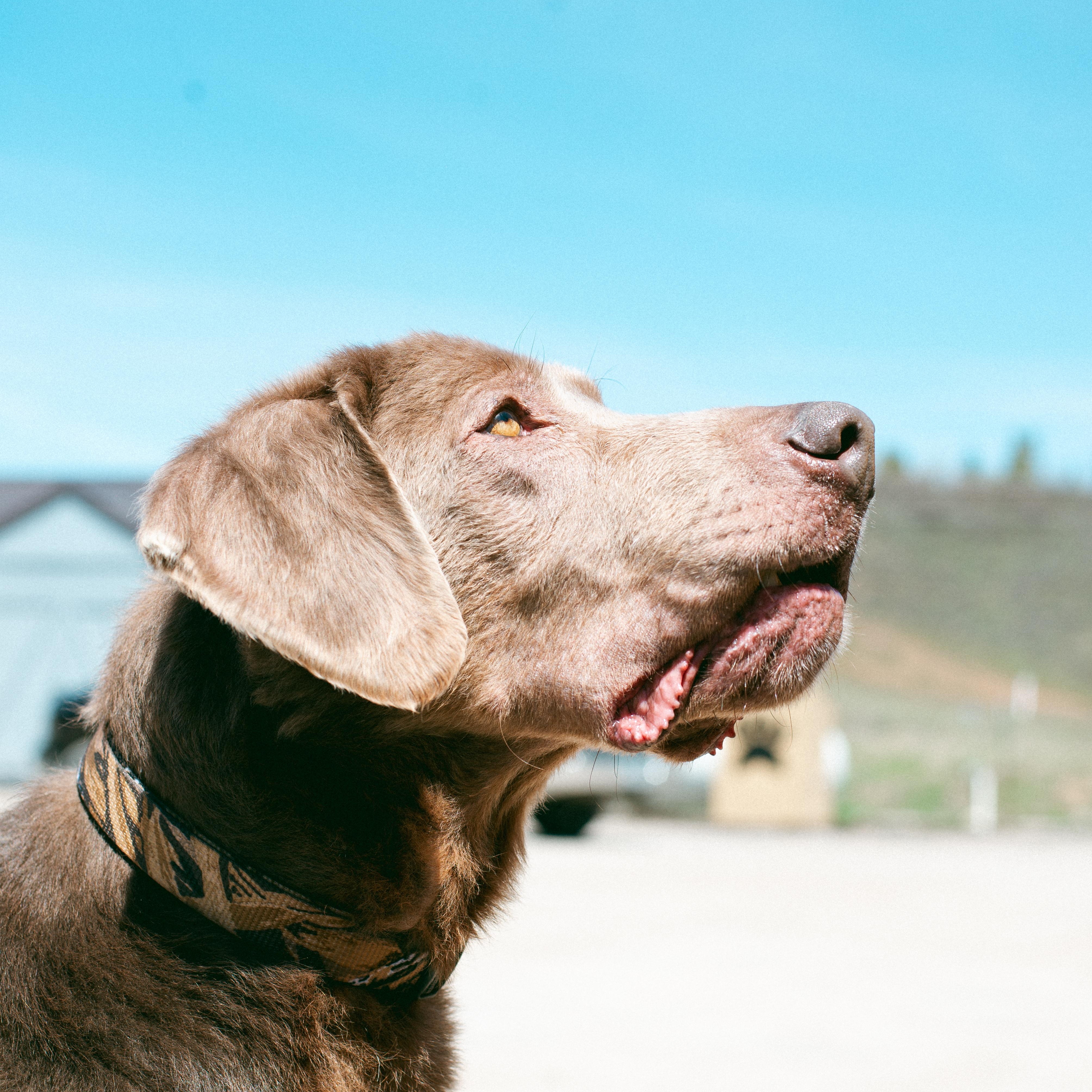 Tracker, a Adoptable mixed breed in Thayne, WY image 6/6