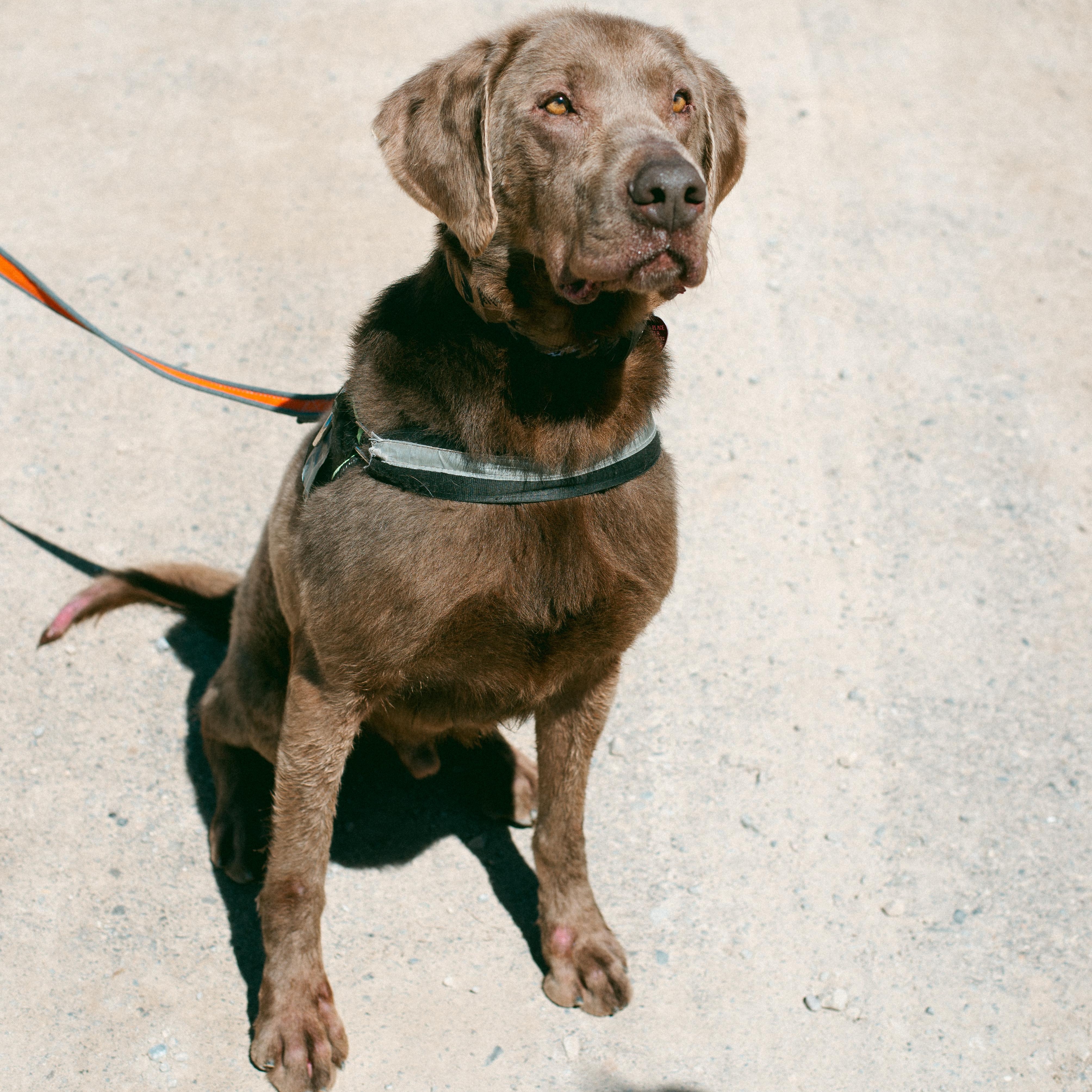 Tracker, a Adoptable mixed breed in Thayne, WY image 3/6